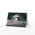 Black-Capped Chickadee cards