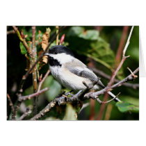 Black-capped chickadee greeting cards