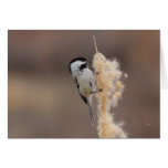 Black-capped Chickadee Cards