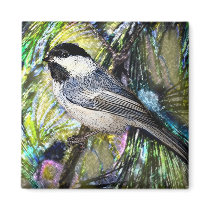 Black-Capped Chickadee from Junglewalk.com