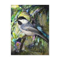 Black-Capped Chickadee from Junglewalk.com