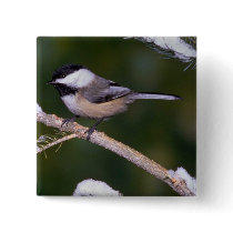 Black-capped Chickadee ? green background Pinback Buttons