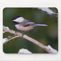 Black-capped Chickadee ? green background Mousepads