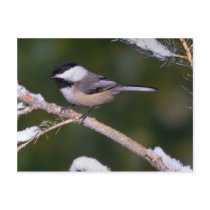 Black-capped Chickadee ? green background Post Card