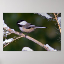 Black-capped Chickadee ? green background Print