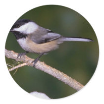 Black-capped Chickadee ? green background Stickers