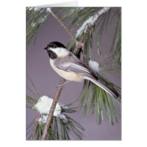 Black-capped Chickadee ? grey background Card
