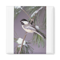 Black-capped Chickadee ? grey background Fridge Magnets