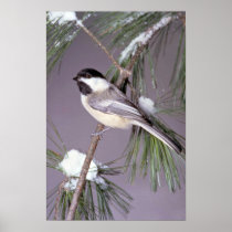 Black-capped Chickadee ? grey background Posters