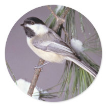 Black-capped Chickadee ? grey background Round Sticker