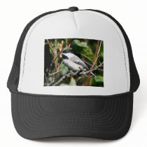 Black-capped chickadee mesh hats