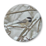 Black-Capped Chickadee in Snow Storm Magnets