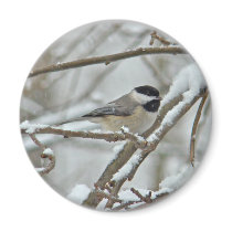 Black-Capped Chickadee in Snow Storm Magnets