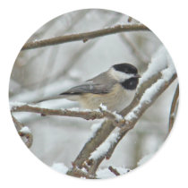 Black-Capped Chickadee in Snow Storm Round Sticker