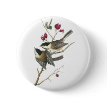 Black-capped Chickadee, John Audubon
