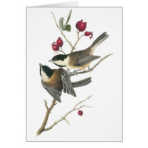 Black-capped Chickadee, John Audubon