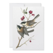 Black-capped Chickadee, John Audubon