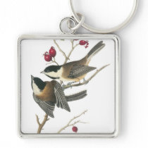 Black-capped Chickadee, John Audubon