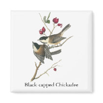 Black-capped Chickadee, John Audubon