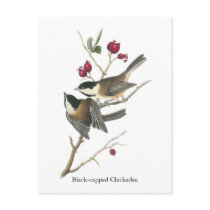 Black-capped Chickadee, John Audubon