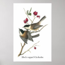 Black-capped Chickadee, John Audubon