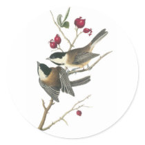 Black-capped Chickadee, John Audubon