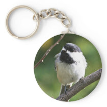 Black-capped chickadee key chains