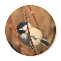 Black Capped Chickadee Refrigerator Magnet
