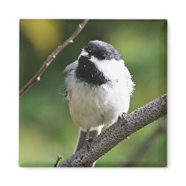 Black-capped chickadee fridge magnet