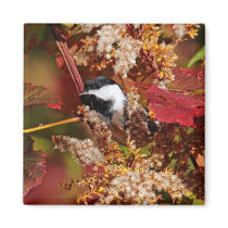 Black-Capped Chickadee Magnet