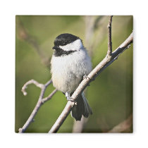 Black-capped chickadee refrigerator magnets