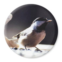 Black Capped Chickadee Magnet
