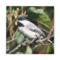 Black-capped chickadee refrigerator magnets
