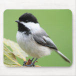 Black Capped Chickadee Mousepad