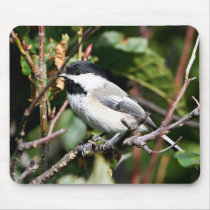 Black-capped chickadee mouse pads