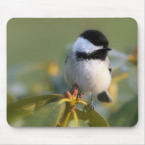 Black-capped Chickadee Mousepads