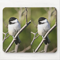 Black-capped chickadee mouse pads