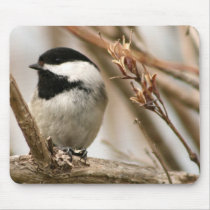 Black capped chickadee mouse pad