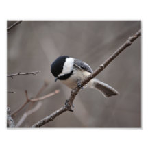 Black Capped Chickadee Photo Art
