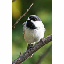 Black-capped chickadee photo cut out