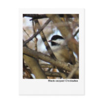 Black-capped Chickadee Post Cards