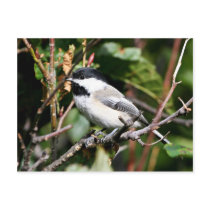 Black-capped chickadee post cards
