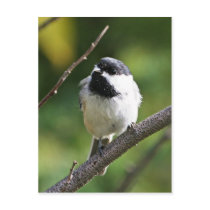 Black-capped chickadee postcards