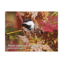 Black-capped Chickadee Postcard