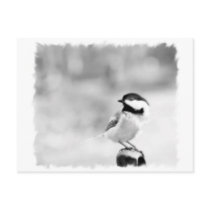 black-capped chickadee post card