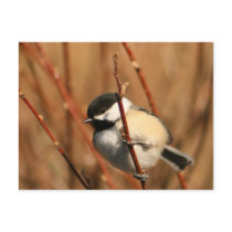 Black Capped Chickadee Post Card