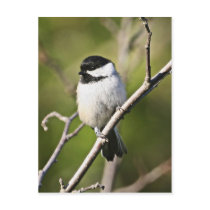Black-capped chickadee postcard