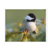 Black-capped Chickadee Post Cards