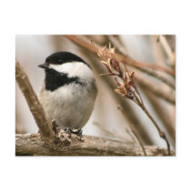 Black capped chickadee postcards