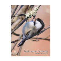 Black-capped Chickadee Postcard